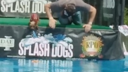 [VIDEO] Pet-a-Palooza Competition: Small Dog Hesitates Before Big Jump into Pool