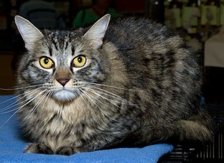 Cat adoption events seek homes for local kitties each weekend