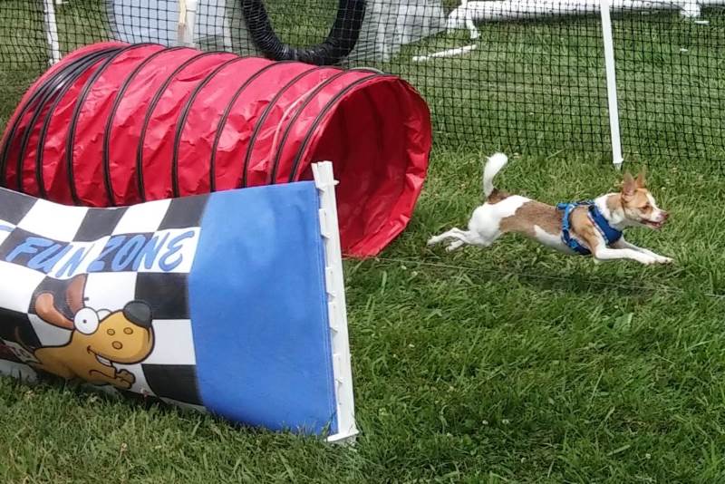 Event: Pet-a-Palooza 2016 coming to Rusch Park in April