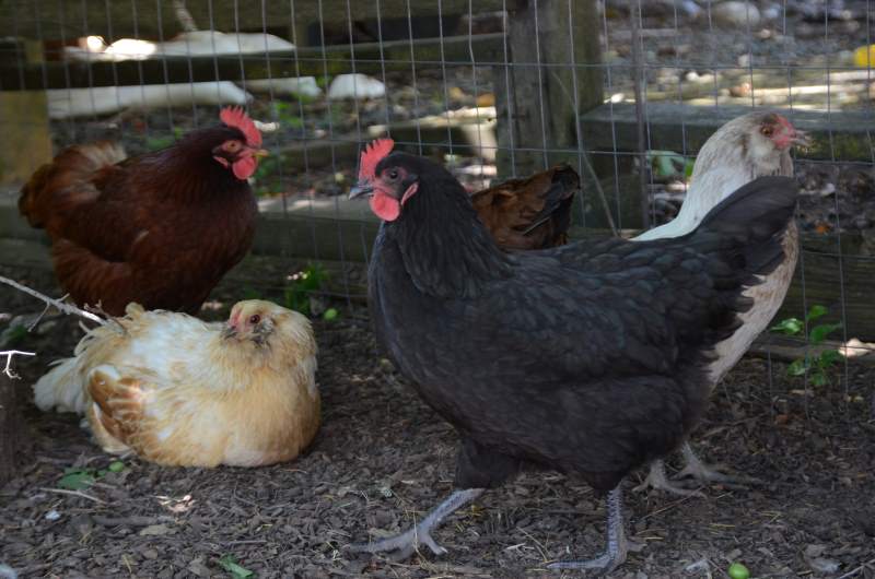 Citrus Heights News Briefs: chickens win, K9’s, arson, election update