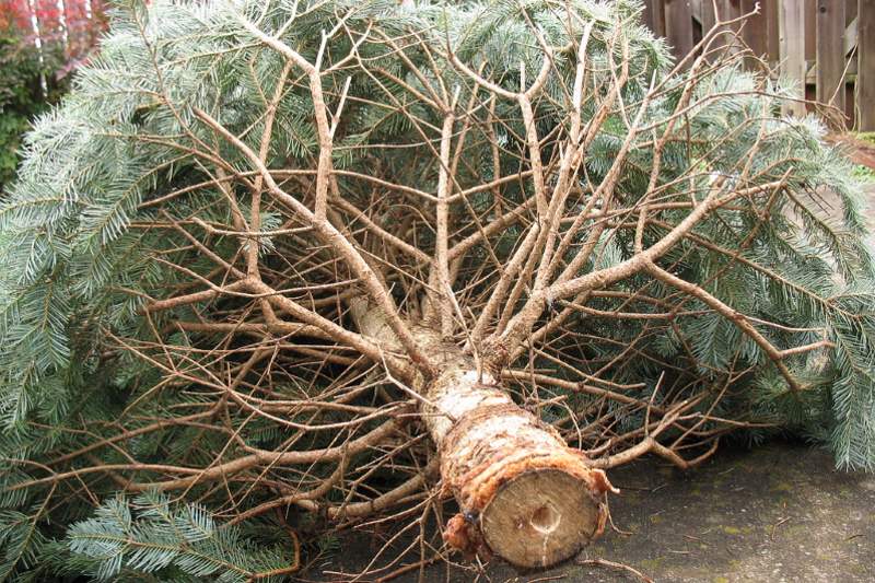 Need to get rid of your Christmas tree in Citrus Heights? Here’s how.