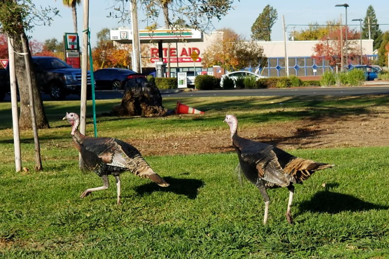 LETTERS: About those wild turkeys in Citrus Heights…