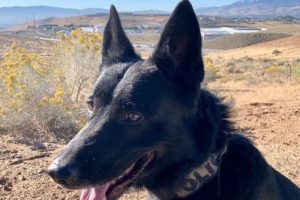 Former retired Citrus Heights police service K9 officer Axel has passed away