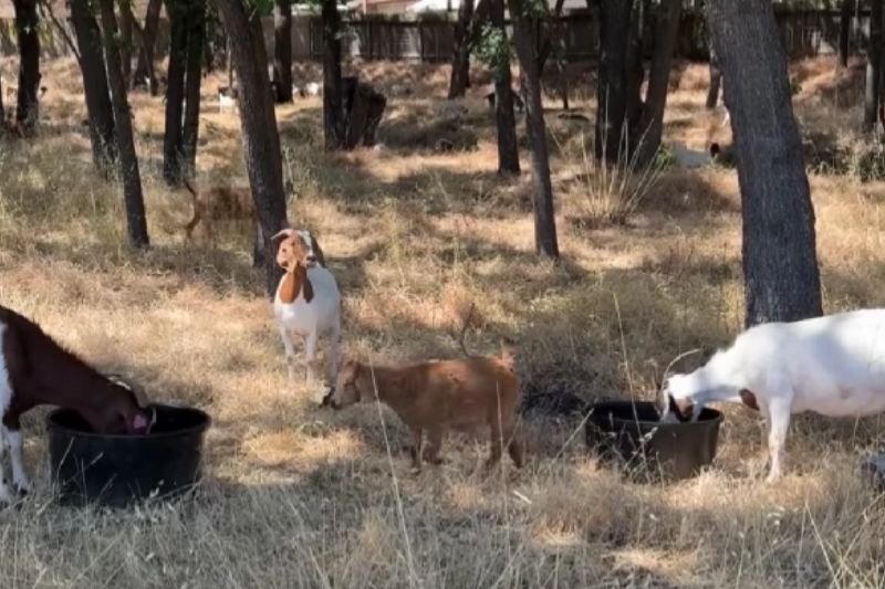 Goats grazing at Twin Creeks Park Site open space in Citrus Heights.